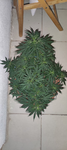 IMG 20230628 220050.jpg