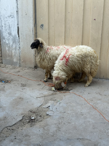 4B3A3A05 BB69 449D 8EA0 3BEDAF4F629B.jpg