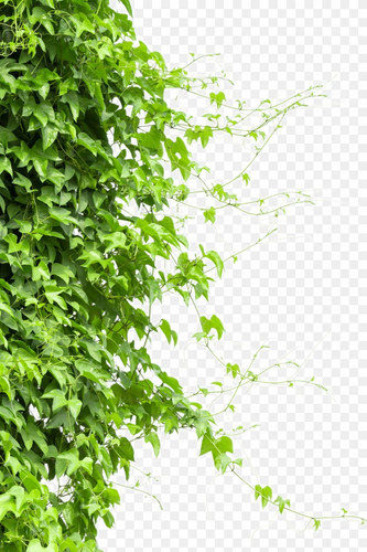 vine wall.png