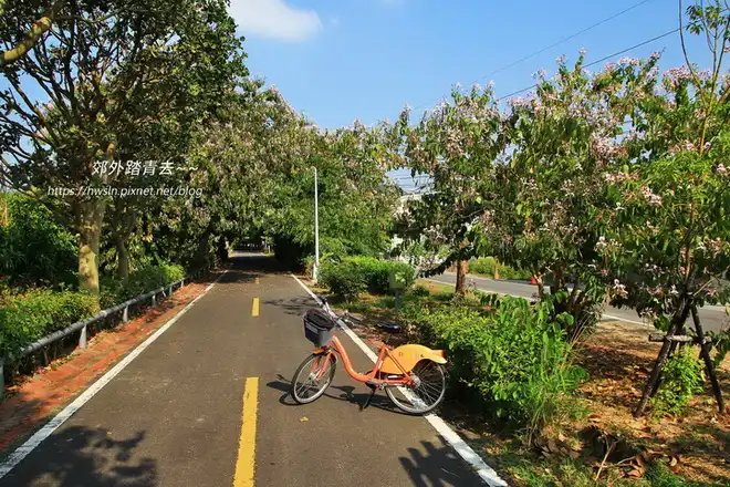東豐自行車綠廊的洋紫荊每年11月開始就是美麗花園