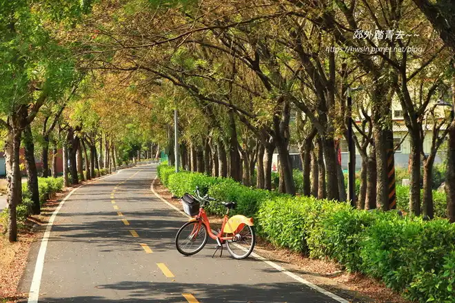 東豐自行車道綠廊的黃連木變色時相當優美