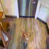 kot4.gif