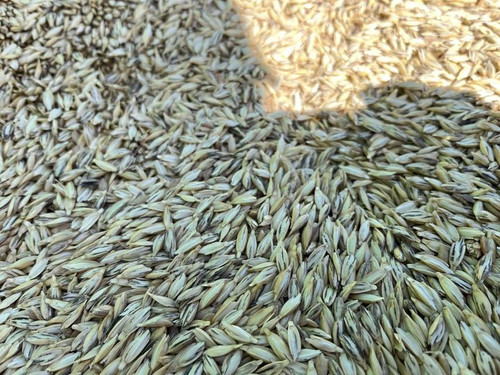 Grand Teton Ancient Grains Unveils Kamut Khorasan Flour - A Nutrient-Rich Culinary Treasure.jpg