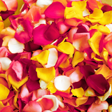 Use this Best Rose Petals for Wedding.png