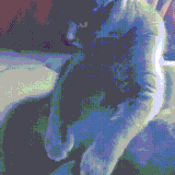sobakot3.gif