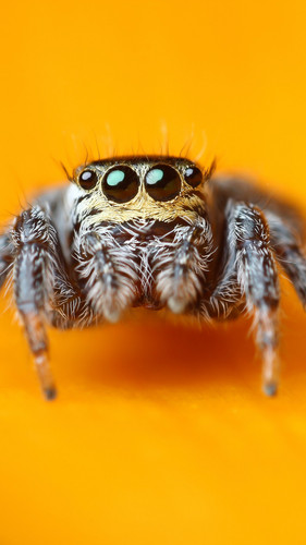 jumping spider 1440x2560 5k 4k wallpaper macro black eyes yellow 1254.jpg