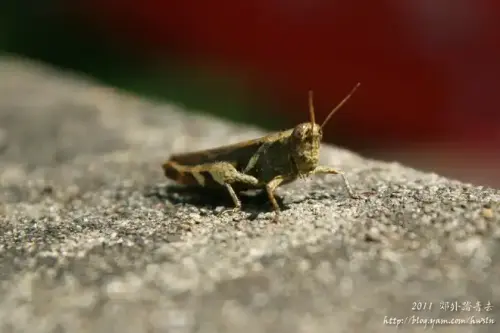 20110424 465.webp