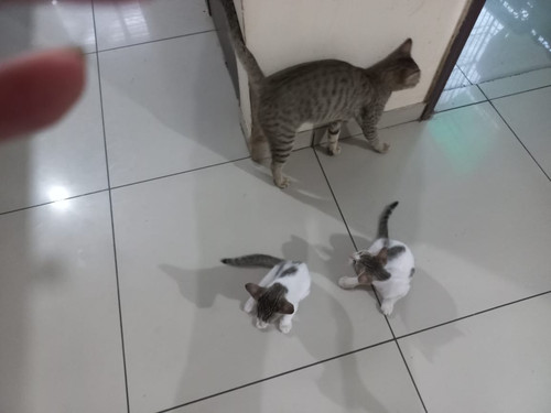 momma cat.jpg
