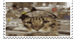 IMG 9540.gif