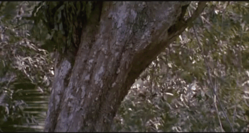 predator camo.gif