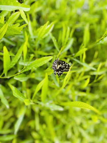 4FE403DD 1279 4F7A BAF5 27DCDBBD0604.jpg