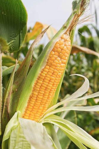 Corn.jpg