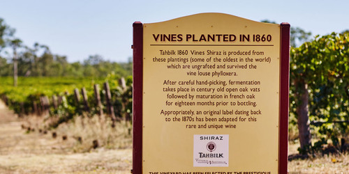 Vines PLanted in 1860