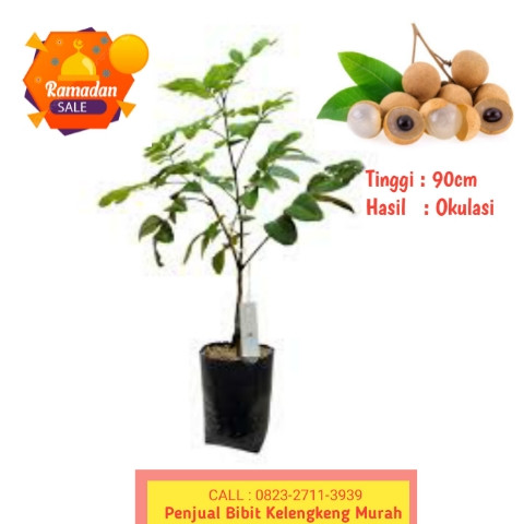 LANGSUNG PETANI ! CALL: 0823-2711-3939 Bpk.H.Taufik Ismail Penjual Bibit Buah Kelengkeng Matalada.jpg