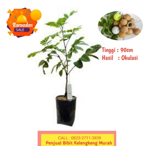 HARGA RESELLER ! CALL: 0823-2711-3939 Bpk.H.Taufik Penjual Bibit Buah Kelengkeng Unggul.jpg