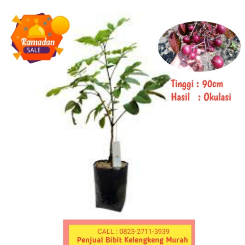 HARGA PETANI ! CALL: 0823-2711-3939 Bpk.H.Taufik Penjual Bibit Buah Kelengkeng Tanpa Biji.jpg