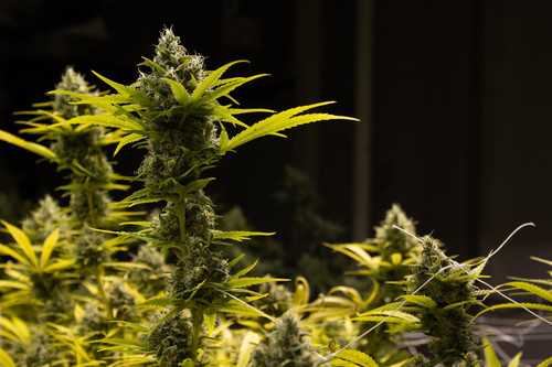 Medical Dispensary.jpg