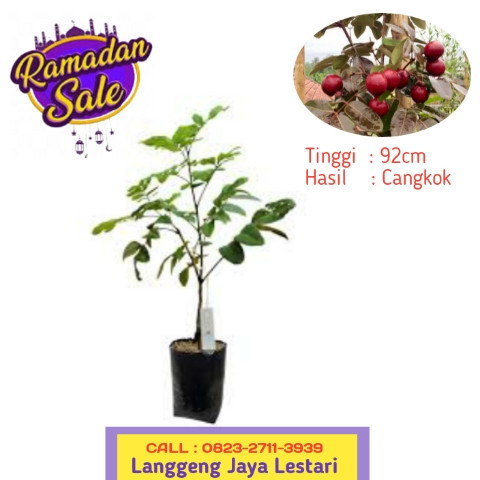 GRATIS KONSULTASI ! CALL: 0823-2711-3939 Bpk.Haji Taufik Ismail  Penjual Bibit Pohon Kelengkeng.jpg