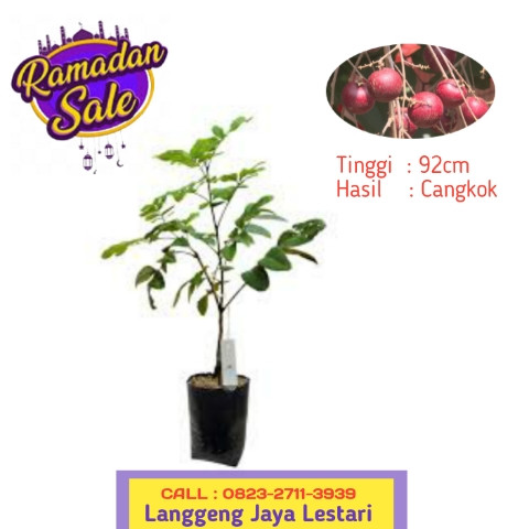 CUCI GUDANG ! CALL: 0823-2711-3939 Bpk.Haji Taufik Ismail Penjual Bibit Pohon Kelengkeng Merah.jpg