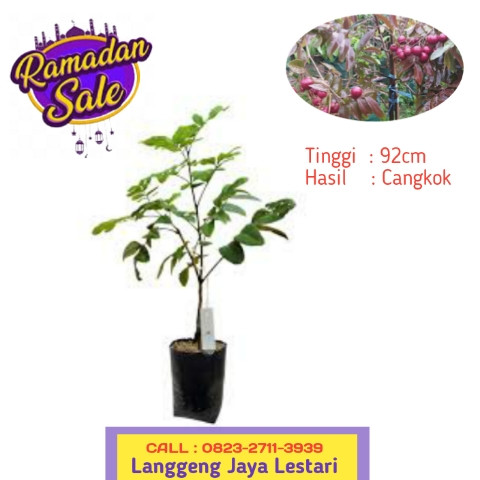 HARGA FANTASTIS ! CALL: 0823-2711-3939 Bpk.Haji Taufik Ismail Penjual Bibit Kelengkeng Yang Cepat Be.jpg