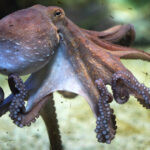 os polvos morrem apos colocar os ovos 150x150 07042023134202208.jpg