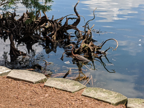 MVIMG 20200805 122924.jpg