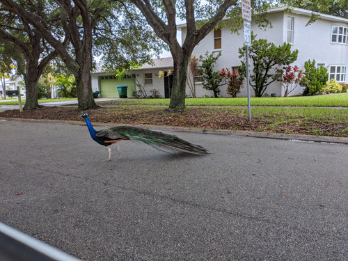 IMG 20200711 192446.jpg