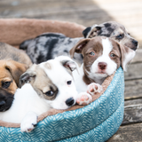 1. 7 Tips merawat anak anjing yang baru lahir