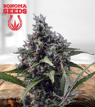 Aloha Autoflowering Marijuana Seeds HkhhwUg