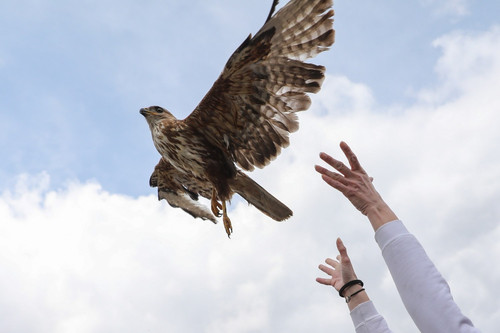 efe animais aves selvagens volta natureza 1500 08042023161156733.jpg