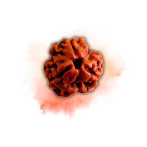 3 Mukhi Rudraksha new2.png