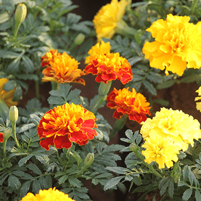 Low Maintenance Evergreen Balcony Plants.png