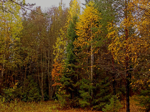IMG 20221002 1.jpg