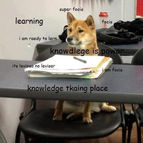 shibe meme learning.jpg