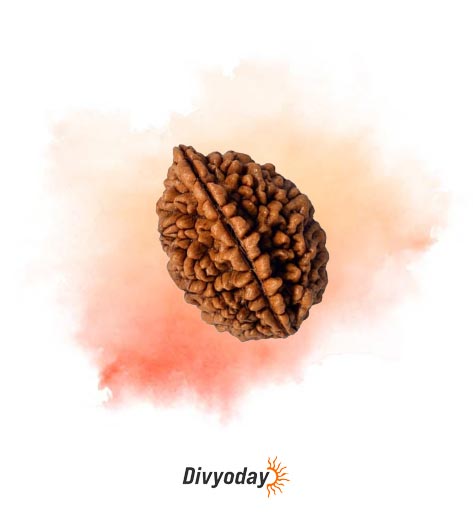 2 Mukhi Rudraksha main.jpg