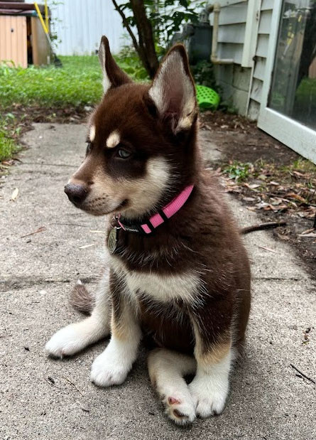 Puppy.1
