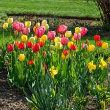 flower.jpg