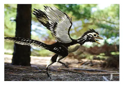 Archaeopteryx.webp