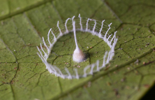 silkhenge spider fence 2016 12 15.jpg