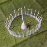 silkhenge spider fence 2016 12 15