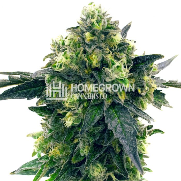 Blue Widow Feminized Cannabis Seeds Ho2N2FS