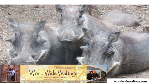 travel tips for wildlife photographers around the world.png
