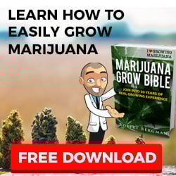 Square pop up Grow Bible 2 250x250.jpg
