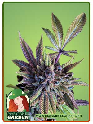 Acapulco Gold auto.jpg