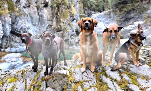 Best Price Dog Food Squamish.png