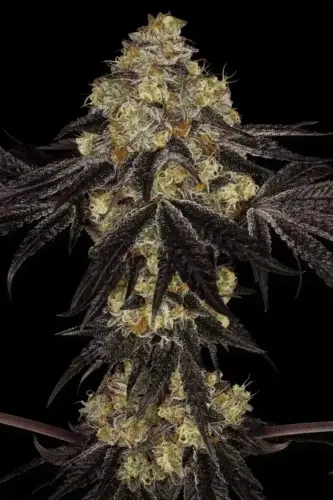Sunset Cannabis Seed 768x1152.jpg.webp