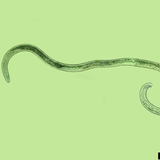 Meloidogyne sp.