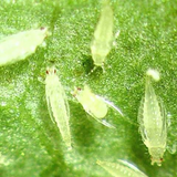 Thrips sp.