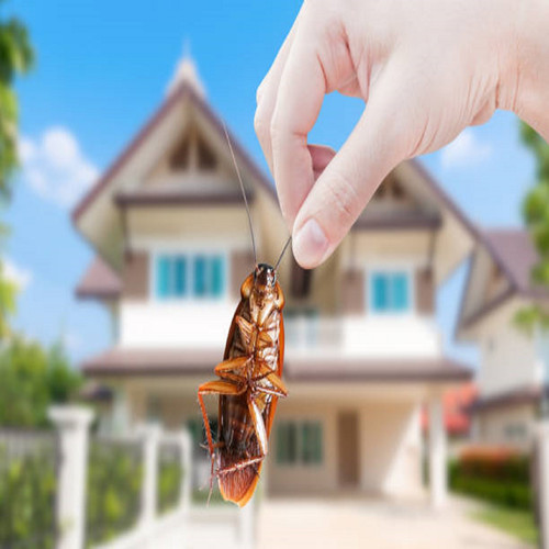 Flatline Pest Control - Cockroach Control Central Coast.jpg