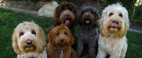 Dog Breeder in Los Angeles.jpg